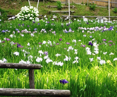 花菖蒲園